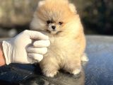 Teddy Face Pomerani̇an Boo Bebekler