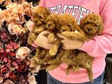 Toy Poodle Yavrular Dişi Erkek Kardeşler