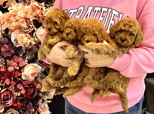 Toy Poodle Yavrular Dişi Erkek Kardeşler görsel