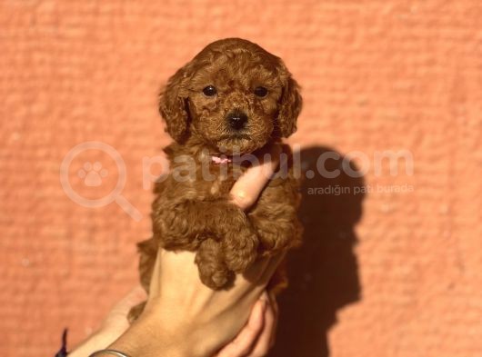 Mini Boy Orjinal Poodle Bebekler görsel