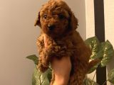 Ev Doğumlu Poodle Bebeklerimiz