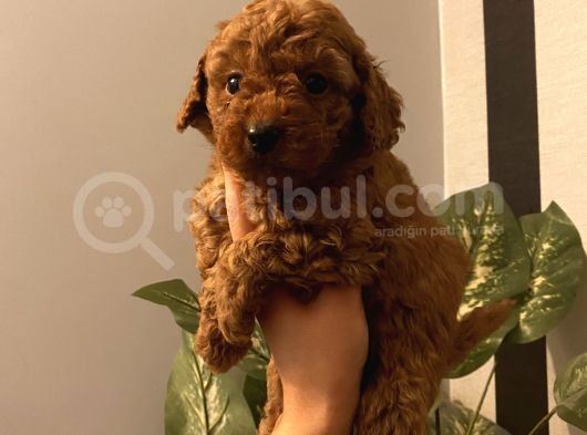 Ev Doğumlu Poodle Bebeklerimiz görsel