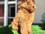 Toy Poodle Redbrown Kızıl Safkan Orjinal Garantili