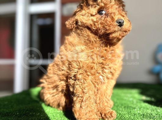 Toy Poodle Redbrown Kızıl Safkan Orjinal Garantili görsel