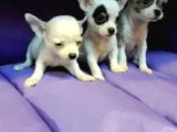0 Chihuahua Yavruları Mama Ve Malzeme Kampanyali