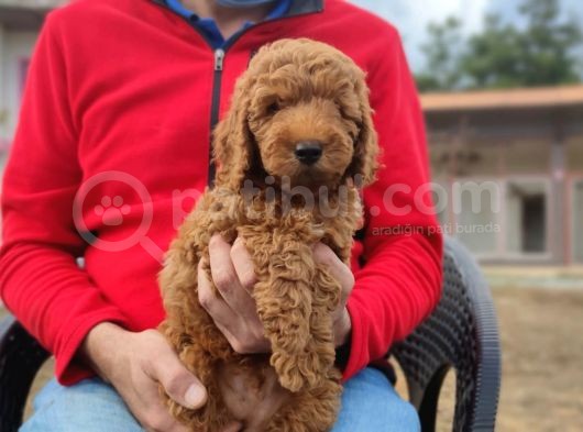 Toy Poodle Bebeklerimiz