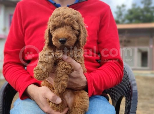 Orji̇nal Toy Poodle Yavrumuz görsel