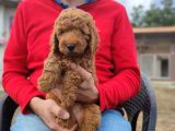 Toy Poodle Bebeklerimiz