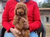 Toy Poodle Bebeklerimiz