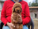 Toy Poodle Yavrumuz