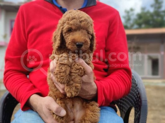 Toy Poodle Yavrumuz görsel