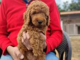 Toy Poodle Yavrumuz