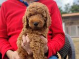 Toy Poodle Yavrumuz
