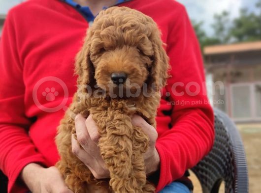 Toy Poodle Yavrumuz
