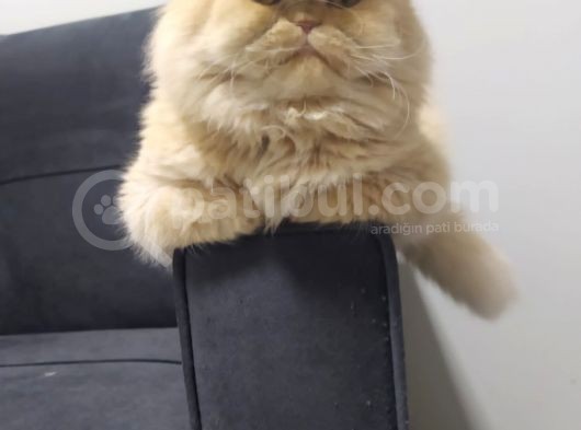 Safkan Sağlıklı İran Persian Kız