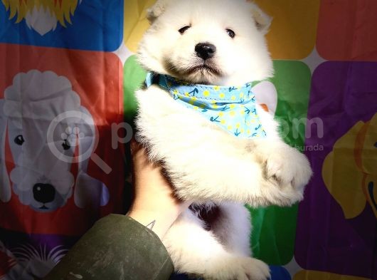Samoyed Yavrularimiz