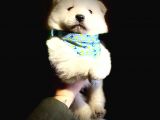 Samoyed Yavrularimiz