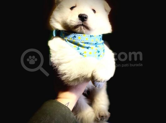 Samoyed Yavrularimiz görsel