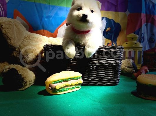 Samoyed Yavrularimiz görsel