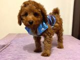 Safkan Red  Toy Poodle Yavrularimiz