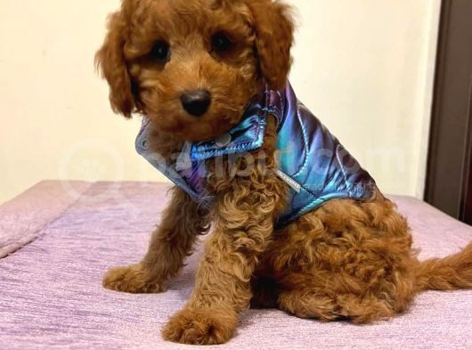 Safkan Red  Toy Poodle Yavrularimiz görsel