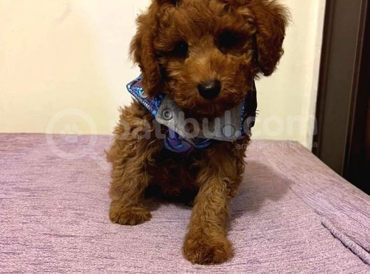 Safkan Red  Toy Poodle Yavrularimiz