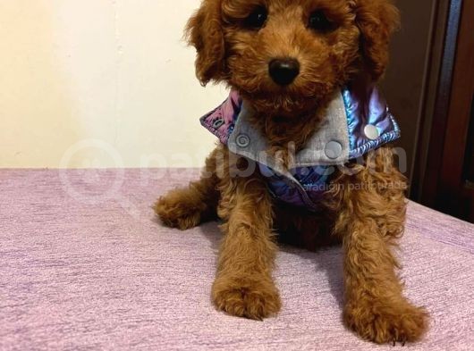 Safkan Red  Toy Poodle Yavrularimiz görsel