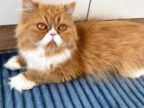Safkan Sağlıklı İran Persian Kız