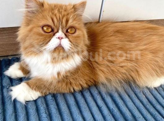 Safkan Sağlıklı İran Persian Kız görsel