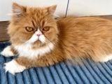 Safkan Sağlıklı İran Persian Kız