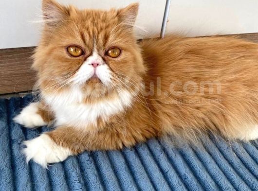 Safkan Sağlıklı İran Persian Kız görsel