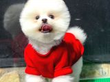 Dişi Ve Erkek Safkanlık Garantili Pomeranian Boo Yavrum