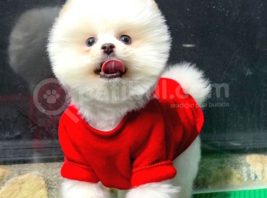 Dişi Ve Erkek Safkanlık Garantili Pomeranian Boo Yavrum görsel