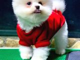 Dişi Ve Erkek Safkanlık Garantili Pomeranian Boo Yavrum