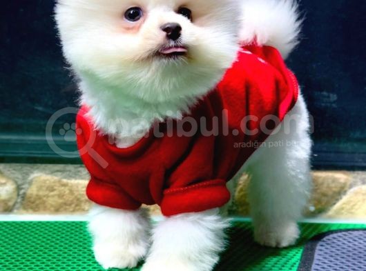 Dişi Ve Erkek Safkanlık Garantili Pomeranian Boo Yavrum görsel