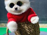 Dişi Ve Erkek Safkanlık Garantili Pomeranian Boo Yavrum