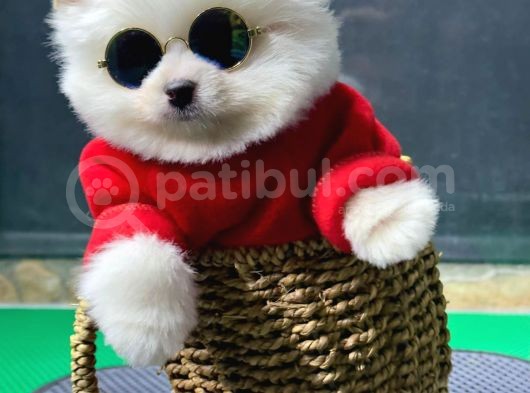 Dişi Ve Erkek Safkanlık Garantili Pomeranian Boo Yavrum