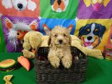Dünyalar Güzeli̇ Toy Poodle Yavrularimiz