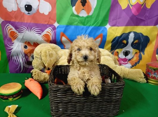 Dünyalar Güzeli̇ Toy Poodle Yavrularimiz görsel