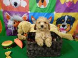 Dünyalar Güzeli̇ Toy Poodle Yavrularimiz