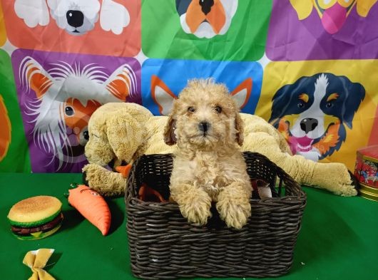 Dünyalar Güzeli̇ Toy Poodle Yavrularimiz görsel