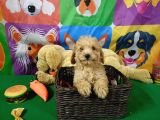 Dünyalar Güzeli̇ Toy Poodle Yavrularimiz