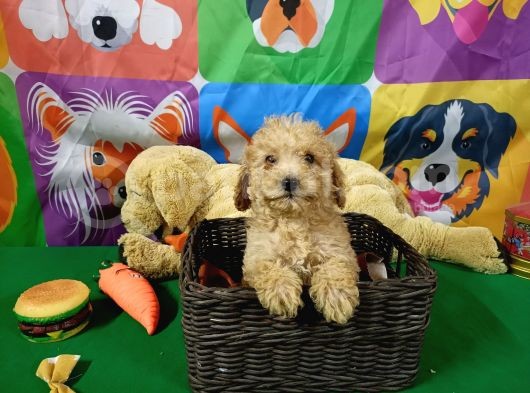 Dünyalar Güzeli̇ Toy Poodle Yavrularimiz