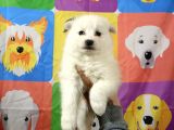 Kar Beyaz Samoyed Yavrularimiz