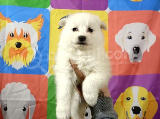Kar Beyaz Samoyed Yavrularimiz