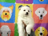 Kar Beyaz Samoyed Yavrularimiz