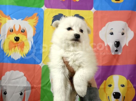 Kar Beyaz Samoyed Yavrularimiz görsel