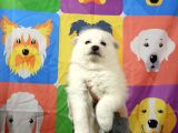 Kar Beyaz Samoyed Yavrularimiz