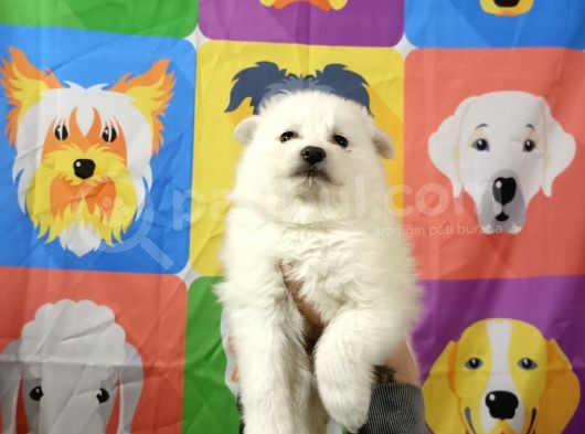 Kar Beyaz Samoyed Yavrularimiz görsel
