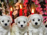 Maltese Teri̇er Yavrulari